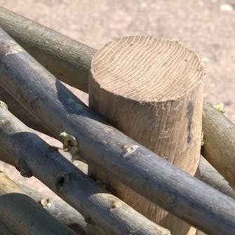 pilekviste pilekviste